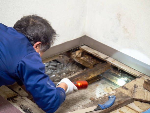 Best Commercial Mold Removal  in Thomaston, GA
