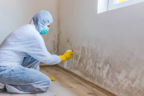 Mold Removal and Inspection in Thomaston, GA
