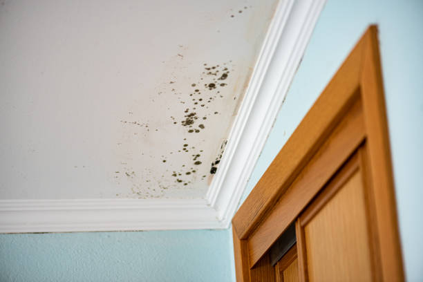 Best Mold Removal Company Near Me  in Thomaston, GA