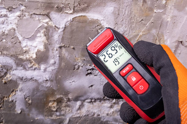 Best Same-Day Mold Removal  in Thomaston, GA