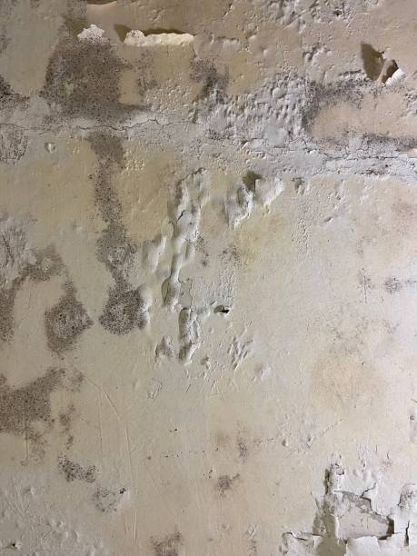 Thomaston, GA Mold Removal Pros