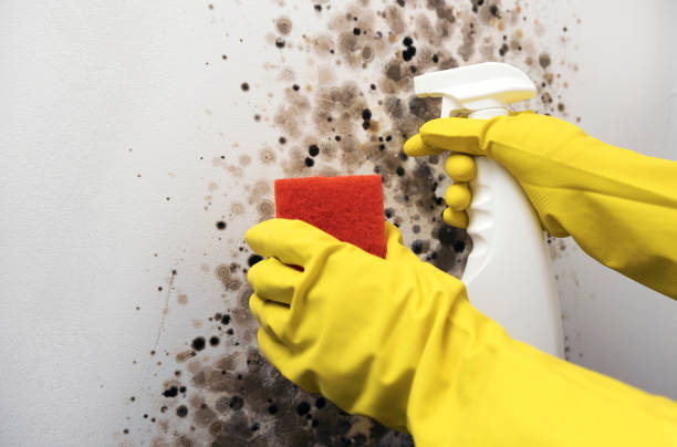Reliable Thomaston, GA Mold Removal Solutions