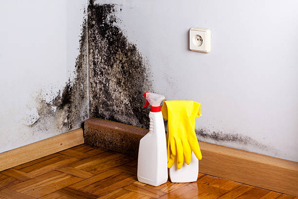 Best Commercial Mold Removal  in Thomaston, GA